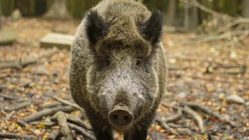 Un sanglier s’introduit dans un supermarché (Vidéo)
